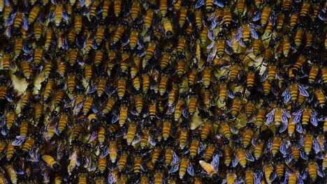 giant honey bees are known to build large colonies of nest with symmetrical pockets made of wax for them to store honey as their food source