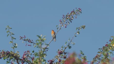 european robin bird singing on branch of a crabapple tree slow motion