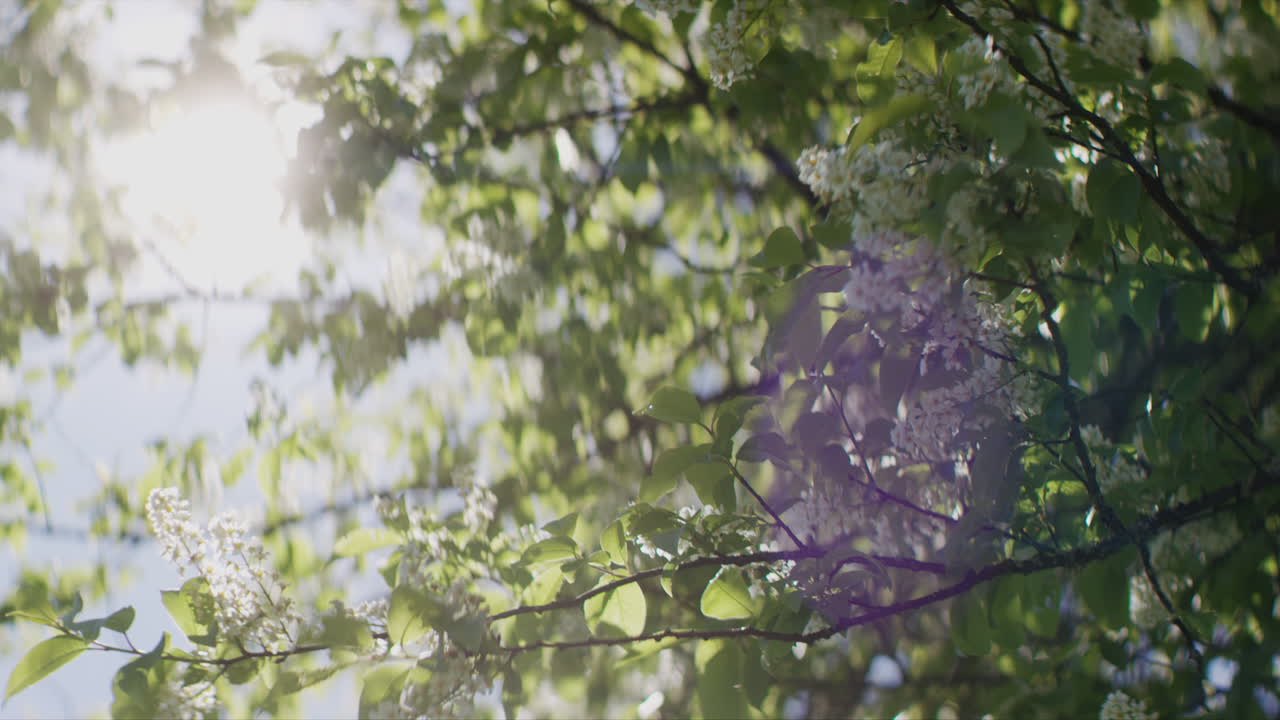 빛 속 의 새 체리 꽃