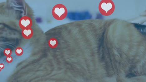 animation of falling hearts icons over ginger cat