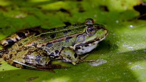 close up shot of wild green frog covered in planting area with camouflage skin