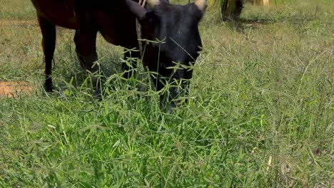 Schwarze-Indische-Kuh,-Die-Sich-Auf-Einem-Fleck-Grüner-Pflanzen-Ernährt