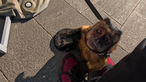 monkey looks up, engages with person filming