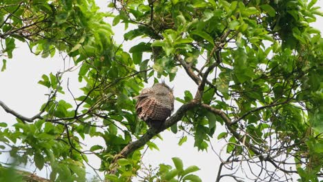 very windy day as its feathers puff with the wind then turns around to look behind and preens, spot-bellied eagle-owl bubo nipalensis, kaeng krachan national park, thailand