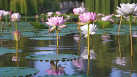 beautiful pink and white water lilies in a serene pond