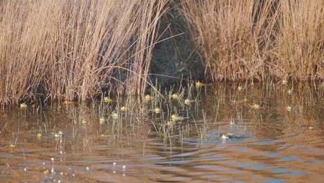 Muchas-Ranas-Se-Congregan-En-El-Agua-Del-Río-De-La-Hora-Dorada-Rodeadas-De-Hierba-De-Río-Alta-Y-Marrón-Que-Asoma-La-Cabeza-Fuera-Del-Agua