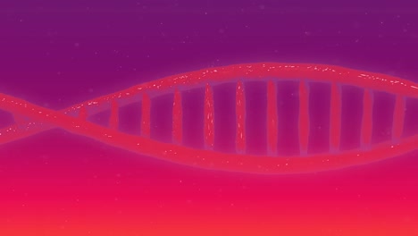 Animation-of-dna-strand-spinning-on-red-to-purple-background