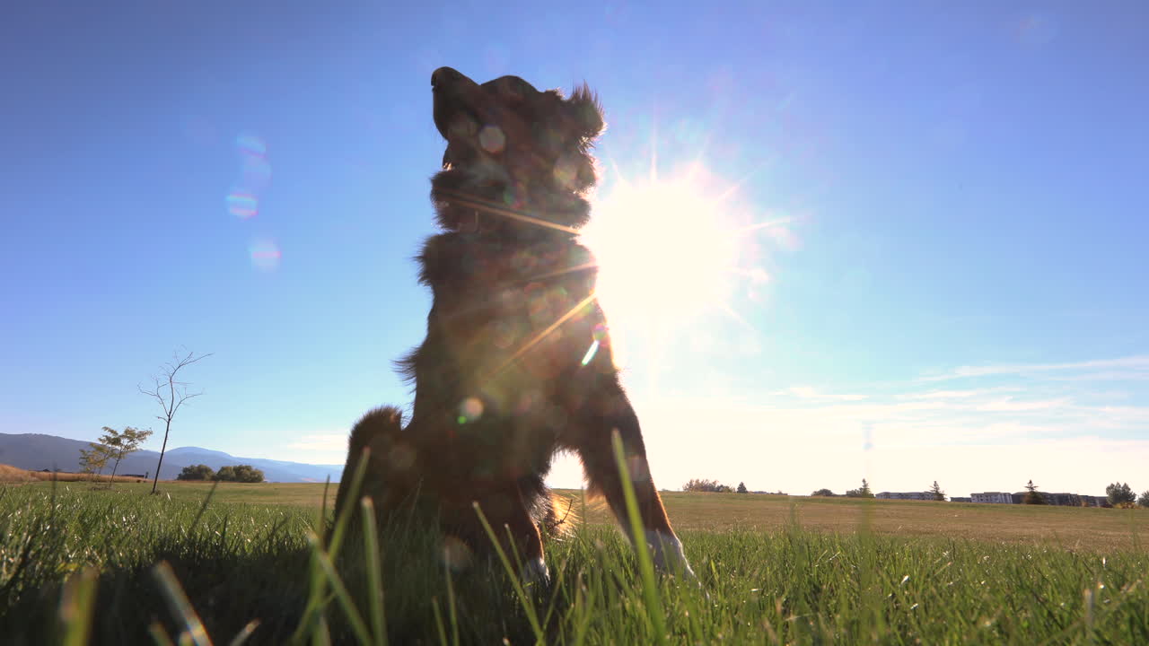 Cucciolo seduto in un prato in una giornata di sole - Filmato 4K