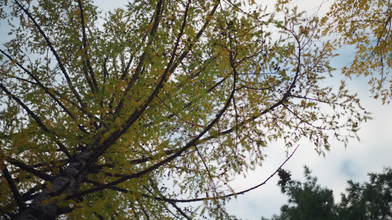 활기찬 가을 잎과 함께 푸른 나무의 경치, 부드러운 가지와 밝은 잎자루와 함께 은 하늘에 대 한 자연의 아름다움을 보여주는