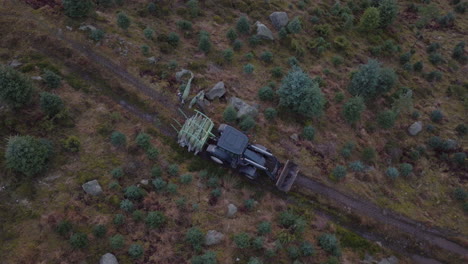 laborers loading harvested christmas trees on tractor