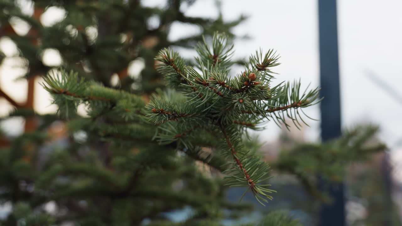 Close up of green spruce tree branch with sharp needles in focus and blurred background showing modern outdoor building facade in soft daylight atmosphere