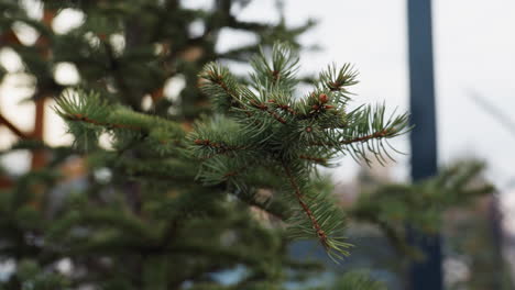 close up of green spruce tree branch with sharp needles in focus and blurred background showing modern outdoor building facade in soft daylight atmosphere