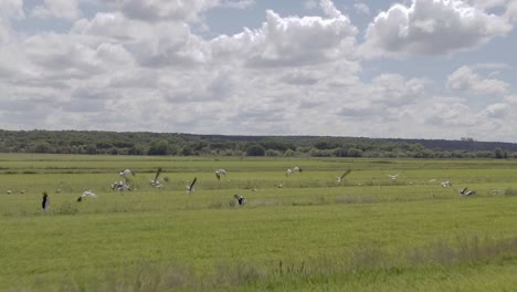 following a flock of herons at a green rice field