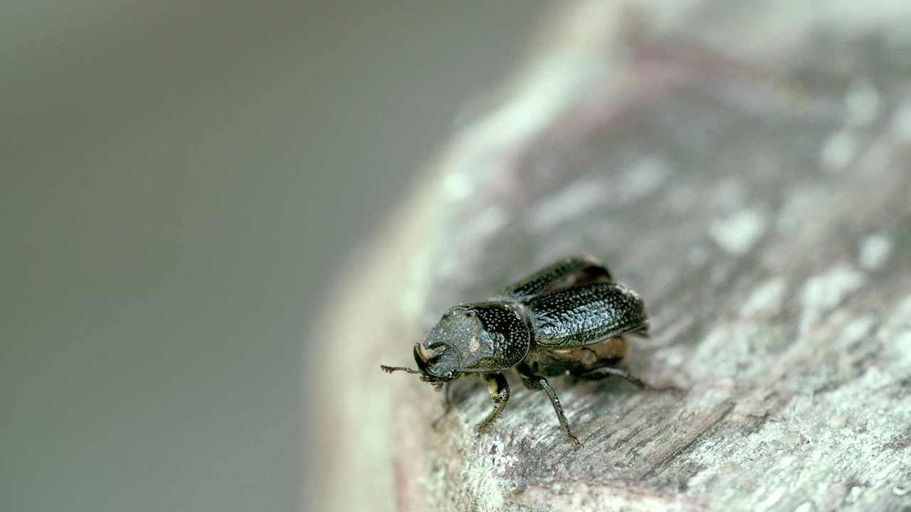 반이는 정벌레가 날기 시작합니다 4k fs700 odyssey 7q