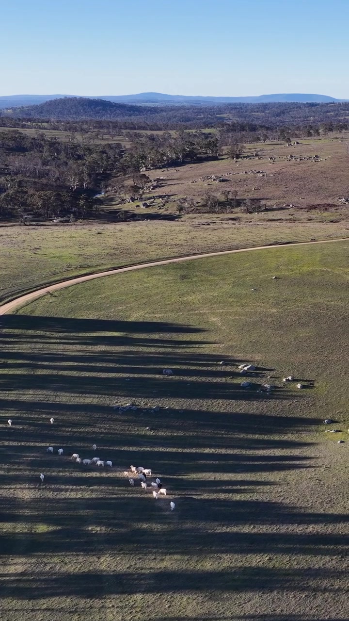 Ripresa aerea con drone di pecore che si spostano su pascoli verdi a Uralla, Nuovo Galles del Sud