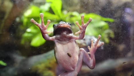 frog on glass