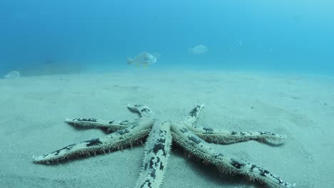 Unique-underwater-view-from-a-scuba-diver-of-a-large-Sand-Sifting-Starfish-walking-along-the-sandy-ocean-floor