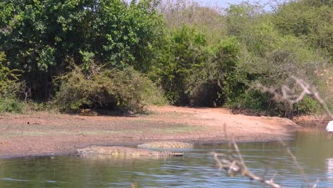 multiple adult crocodiles resting on the shore of a small river in kruger national park