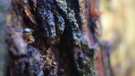 Close-up-video-of-black-ants-hill-working-on-tree