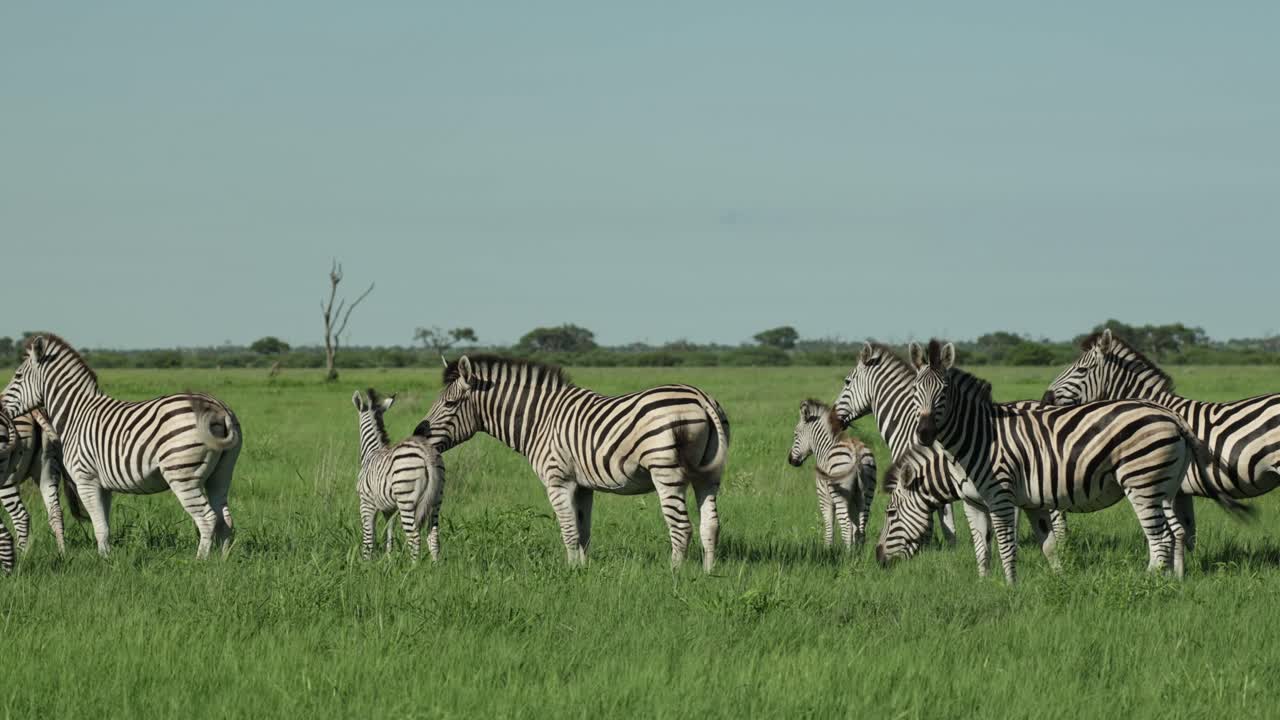 Una mandria di zebre di pianura in piedi nel prato verde. Un giovane cucciolo sta cercando di bere dalla madre, ma viene invece colpito da un leggero calcio, Savuti, Botswana