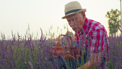 Anciano-Abuelo-Agricultor-Cultivando-Plantas-De-Lavanda-En-El-Campo-Del-Jardín-De-Hierbas,-Actividades-De-Jubilación