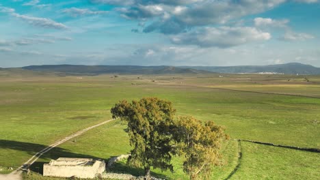 hyperlapse in the dehesa of extremadura with brabo cattle from the dehesa in the background