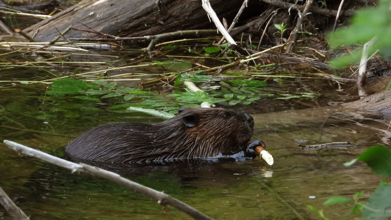 View of a beaver holding a twig and chewing bark, preparing wood for a dam, static