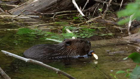 view of a beaver holding a twig and chewing bark, preparing wood for a dam, static