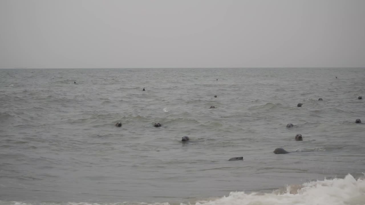 herd of curious seals with head out of sea water surface looking at the beach in horsey gap england uk. marine animals swimming