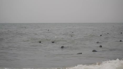 herd of curious seals with head out of sea water surface looking at the beach in horsey gap england uk. marine animals swimming