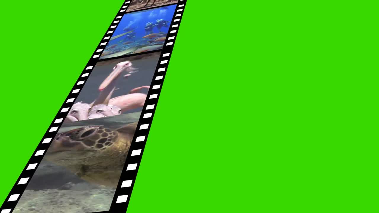 collage de imágenes en movimiento de la vida silvestre