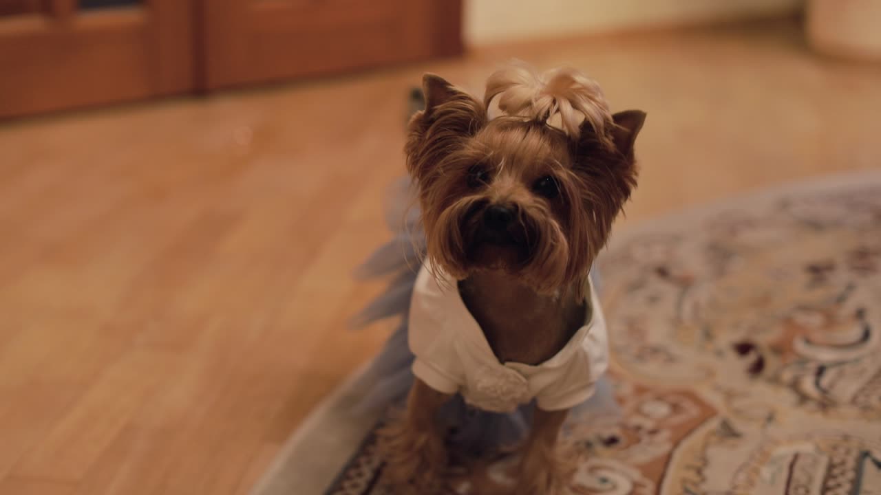 perro terrier con un vestido gracioso