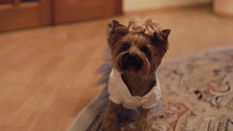 dog terrier in funny dress