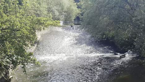 water cascading over a broad-crested weir on the river bollin near bollington, cheshire, uk and near dunham park