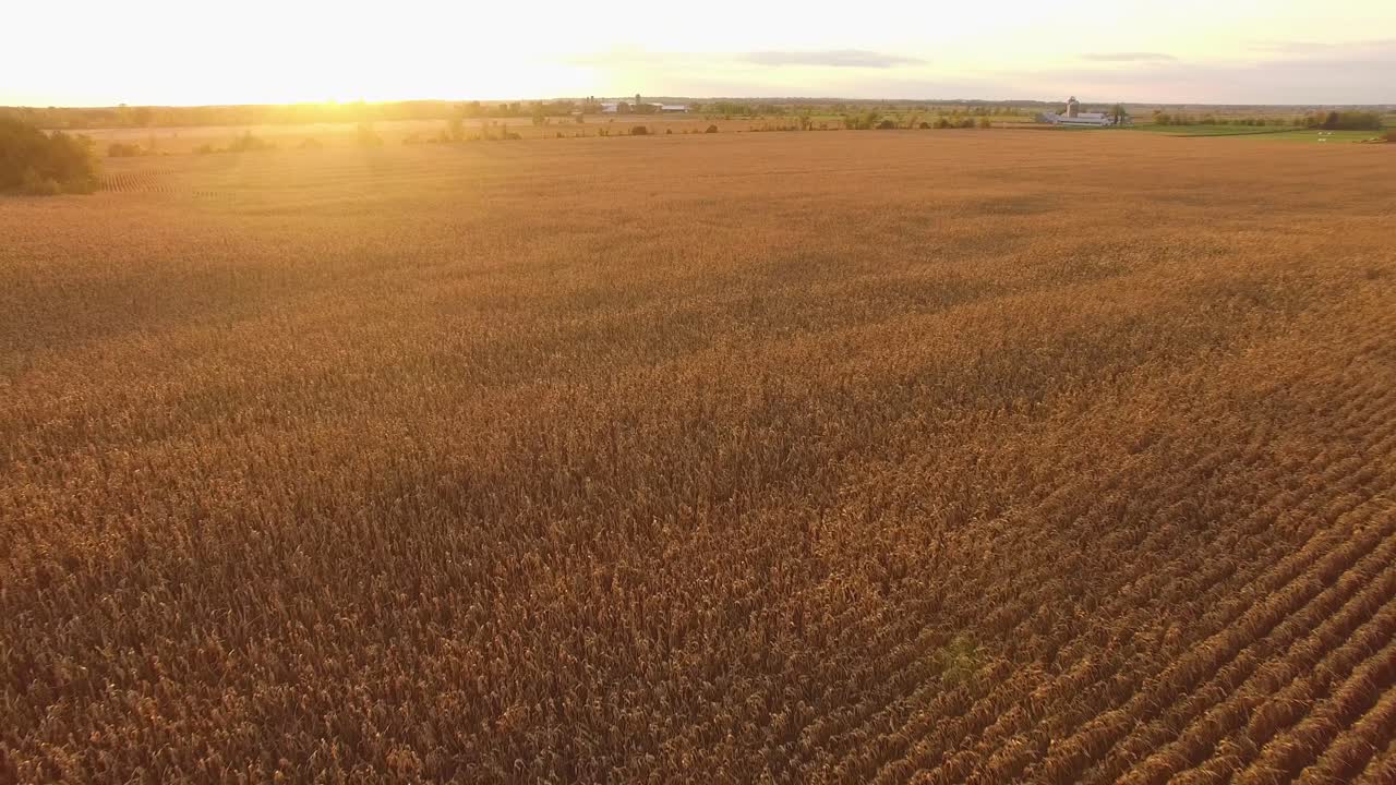 vista aérea al atardecer de un amplio campo de maíz listo para la cosecha