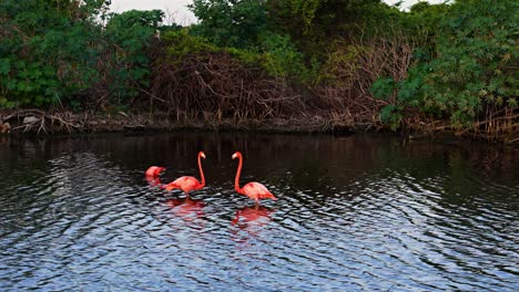 drone orbits around mangroves feeding in windy waters with mangrove trees bending