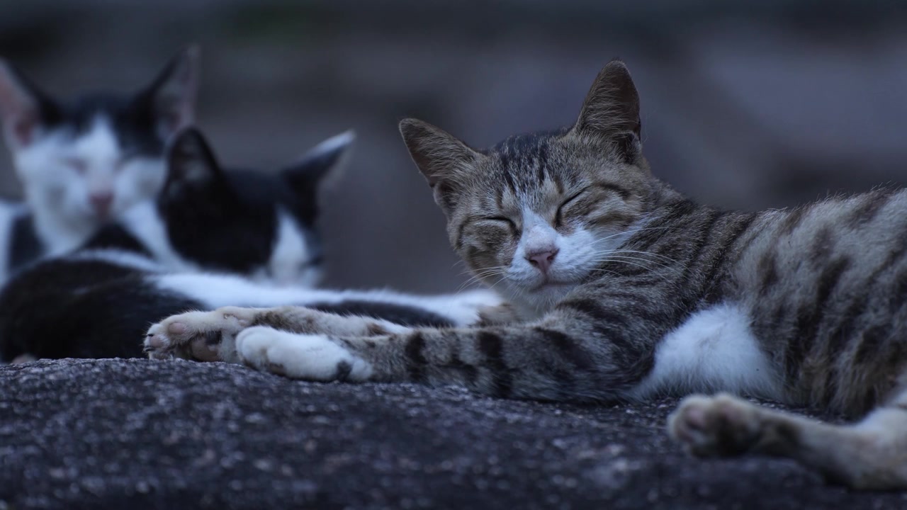 Visão cinematográfica com pouca profundidade de campo de um grupo de gatos de rua sonolentos na Montanha Putuo durante a hora azul.
