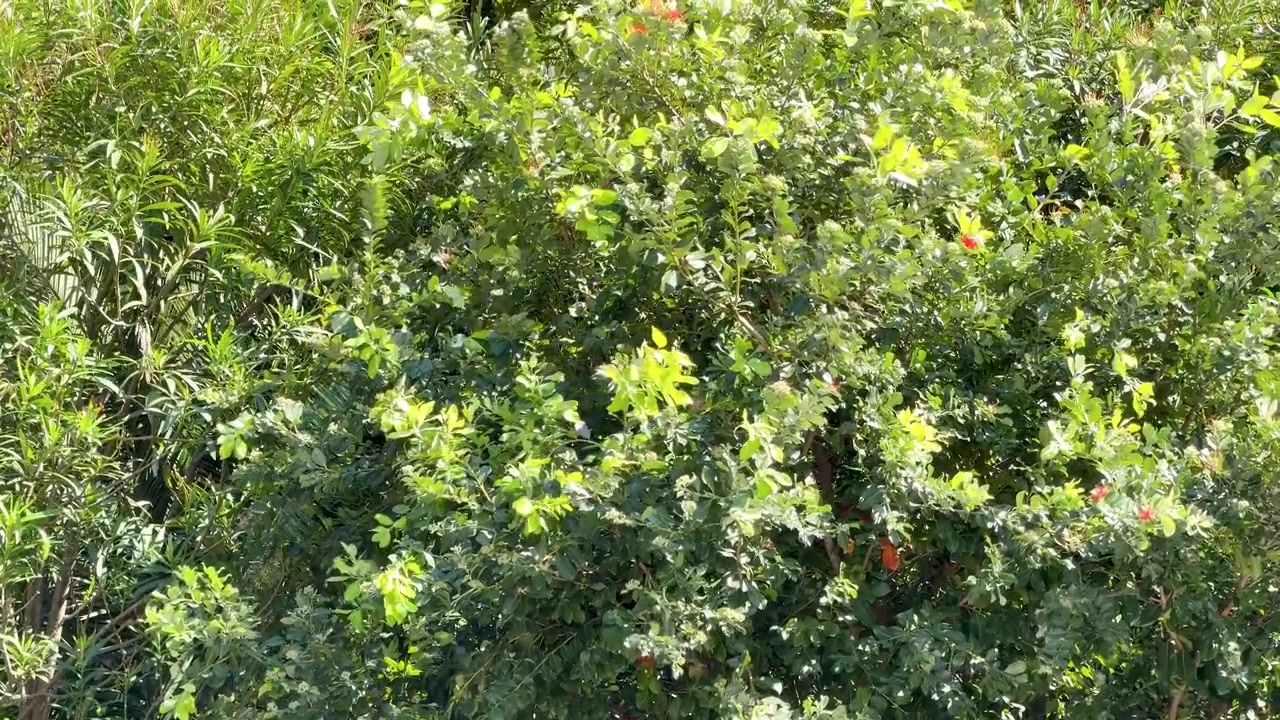 Plan large fixe de feuilles vertes denses et d'arbustes se balançant doucement sous un soleil méditerranéen éclatant
