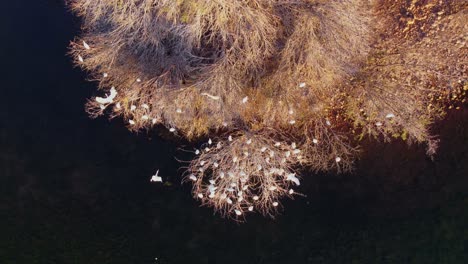 White-cattle-egrets-flying-to-roost-in-trees-on-an-island,-South-Africa