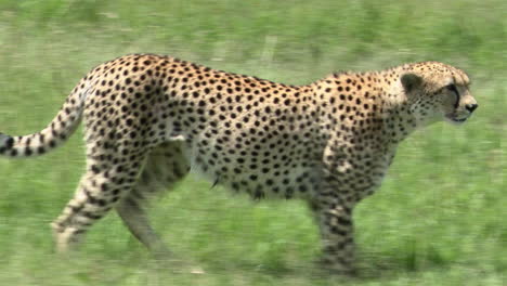 Cheetah-walking-and-shaking-his-head-,-Masai-Mara,-Kenya
