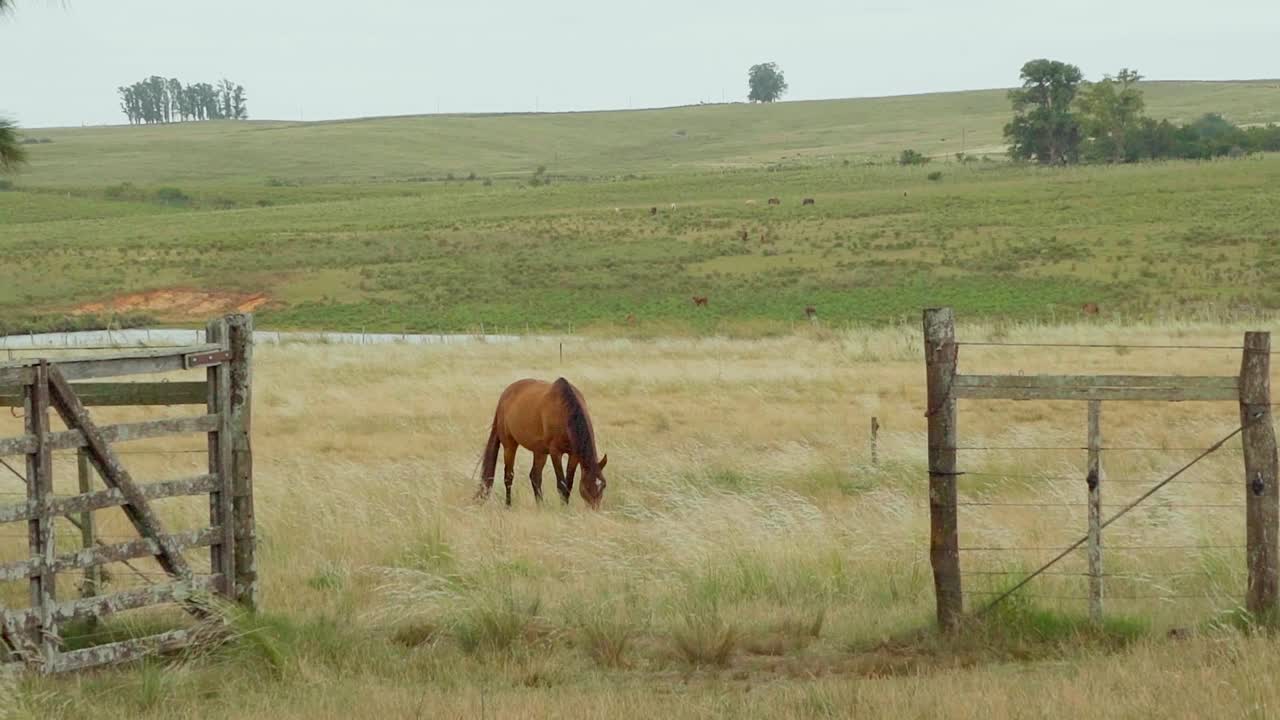 caballo parado en un pasto, pastando, mirando la cámara durante una tarde nublada, uruguay