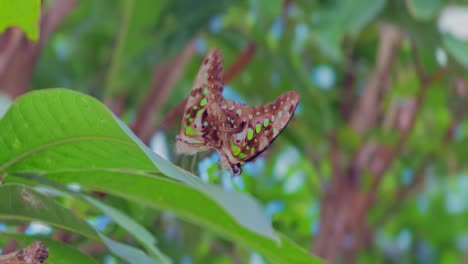 two brown and green-patterned butterflies perched on the leaves