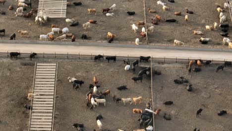 Operación-Confinada-De-Alimentación-Animal-Concentrada-Cafo-En-Estados-Unidos