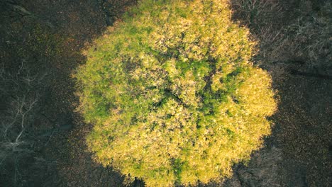 aerial forest in amazing autumn shades with road hiding under treetops