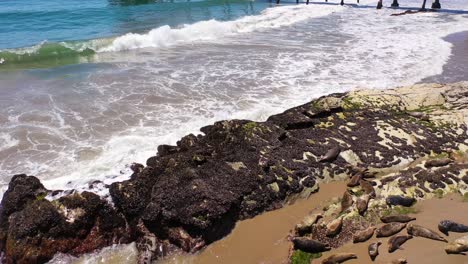 focas aéreas toman el sol en una colonia en la playa cerca de carpinteria bluffs santa barbara california 1