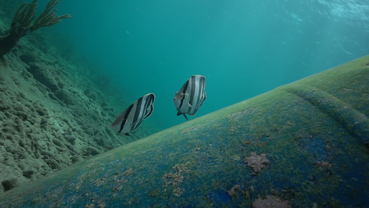 A pair of banded butterflyfish hover serenely beside an old blue barrel underwater in the Caribbean