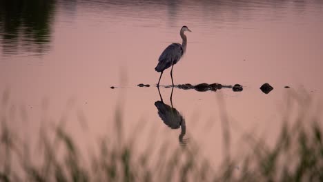 Una-Gran-Garza-Azul-Pescando-En-Un-Estanque-Durante-La-Puesta-De-Sol