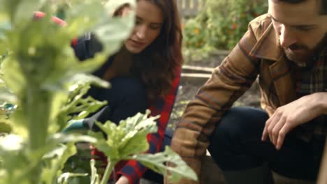 young couple curing plants