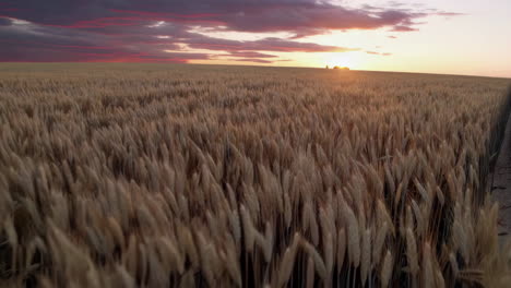 el campo de trigo dorado al atardecer