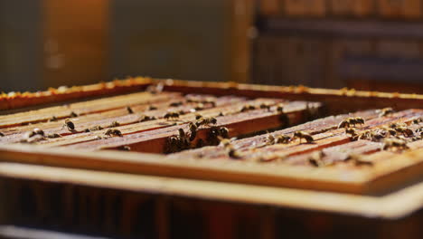 inside view of hive with honeycomb frames